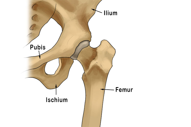 The hip joint is a large ball and socket joint